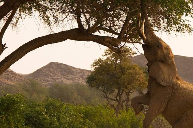 Chobe Day Trip Starting From Victoria Falls - A 7:30 am pickup keeps the day moving