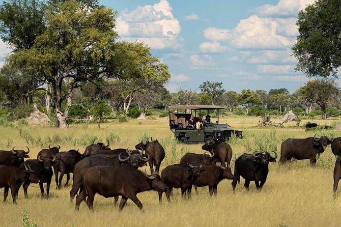 Chobe Day Trip Starting From Victoria Falls - A group of 10 is small enough to matter