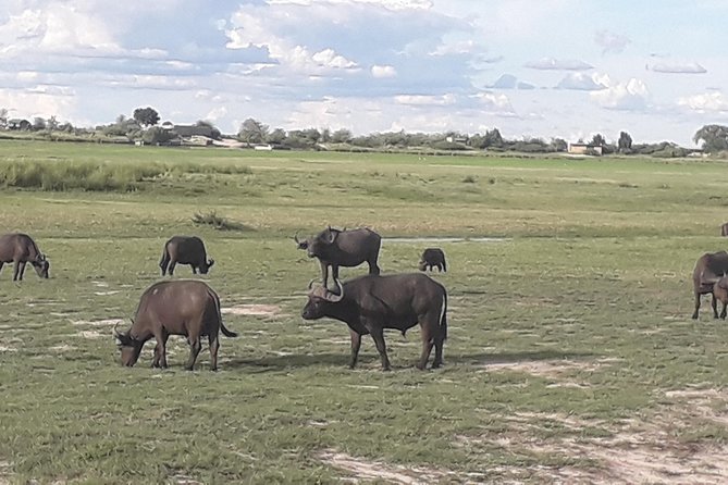 Chobe Day Trip Starting From Victoria Falls - The best animal sightings are not guaranteed