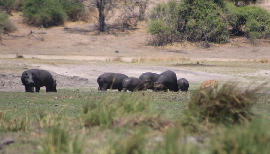 Chobe Extended Day Trip - Chobe National Park at about 6:30 a.m.
