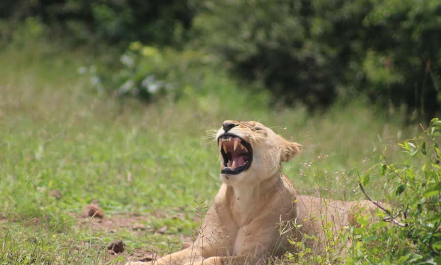 Chobe Extended Day Trip - The return trip and why the extended format helps