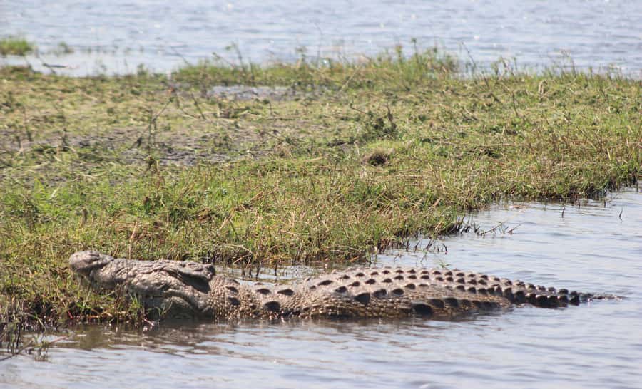 Chobe Extended Day Trip - Guides, communication, and the human side of the day