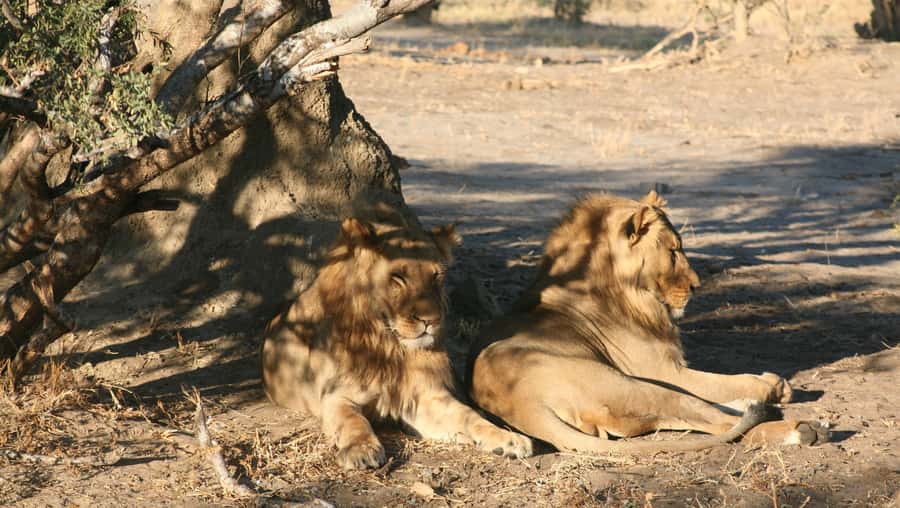 Chobe Extended Day Trip - Who should book this Chobe excursion?