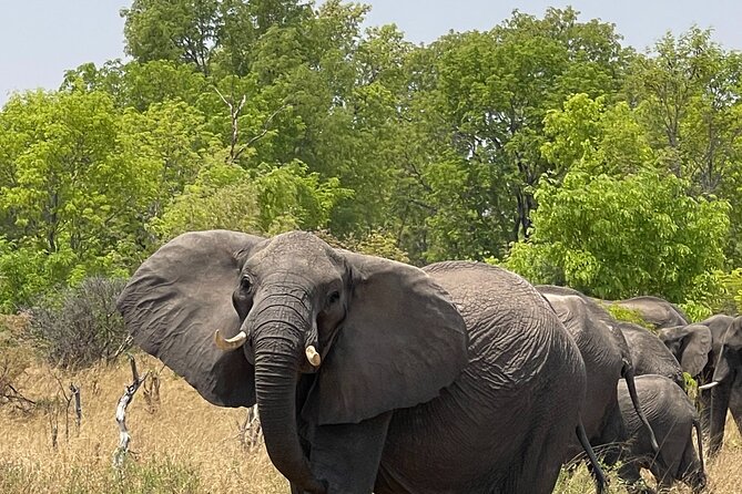 Chobe Extended Day Trip from Victoria Falls - Small Group - Half a day in a 4x4 safari vehicle