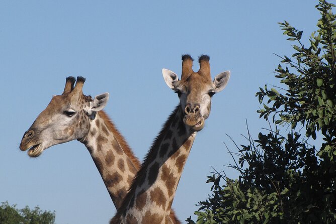 Chobe Extended Day Trip from Victoria Falls - Small Group - The $270 price and what it covers