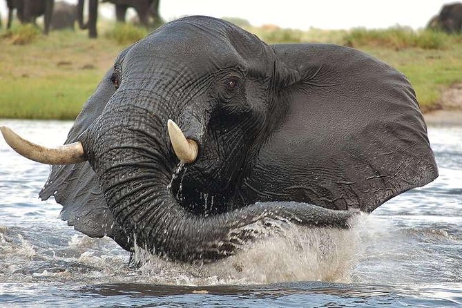 Chobe Extended Day Trip from Victoria Falls - Zimbabwe - The three-hour Chobe River boat trip