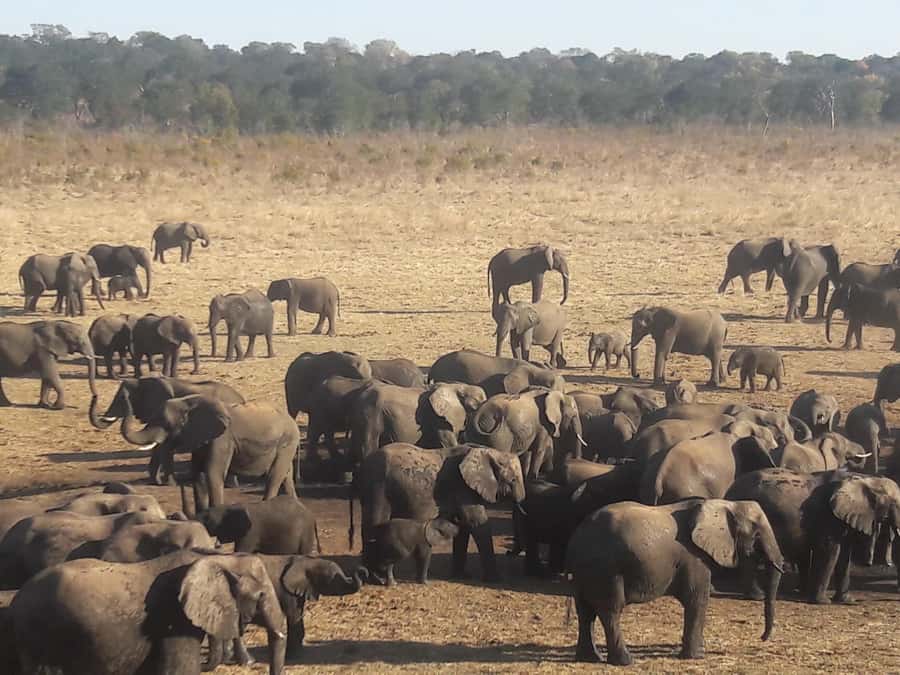 Chobe Extended Day Trip - Crossing into Botswana without wasting the day