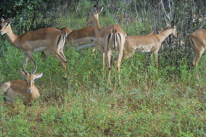 Chobe Full Day Safari Trip - Why Chobe works so well from Victoria Falls