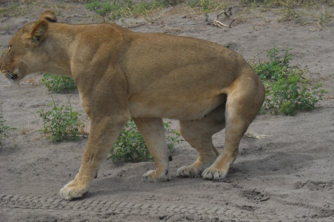 Chobe Full Day Safari Trip - Buffet lunch beside the river