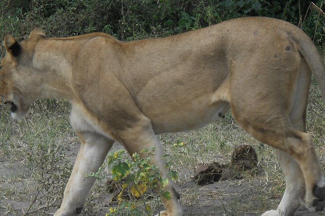 Chobe Full Day Safari Trip - Three and a half hours in an open 4x4
