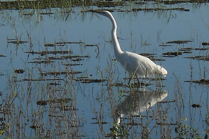 Chobe Full Day Safari Trip - What the guides add to the day