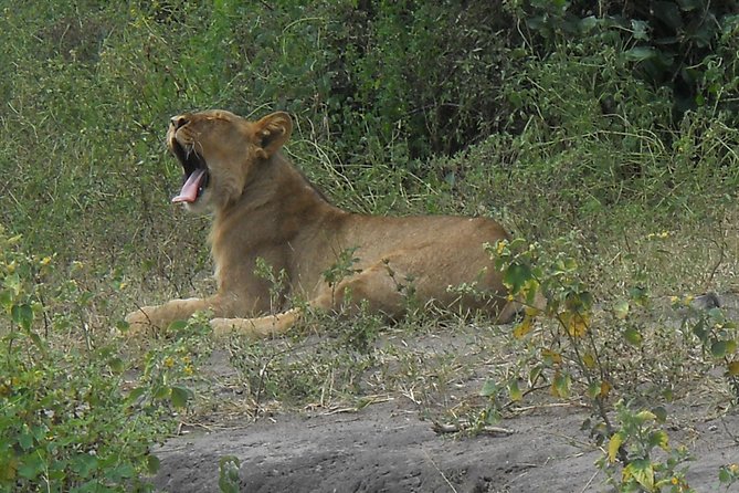 Chobe Full Day Safari Trip - Is $180 good value?