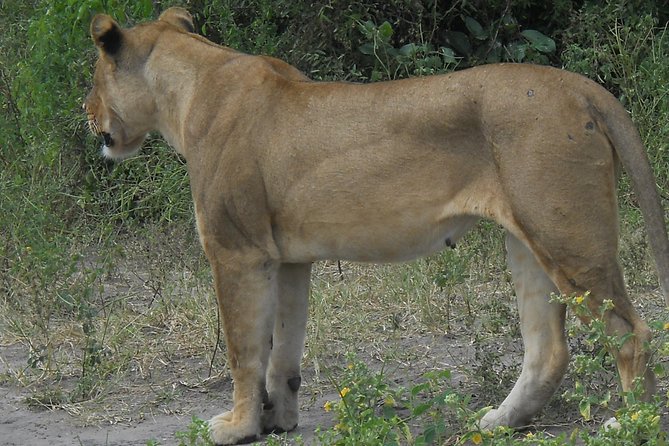 Chobe Full Day Safari Trip - Practical advice before you go