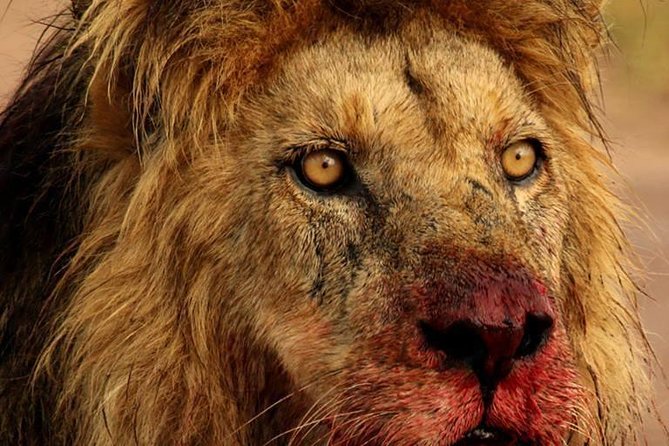 Chobe Full day Safari with Victoria falls Sunrise Tour Combo - Why this combo covers so much in one day