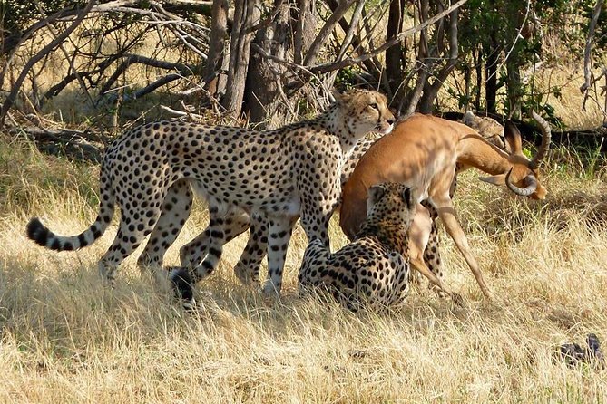 Chobe Full day Safari with Victoria falls Sunrise Tour Combo - Lunch at Chobe Safari Lodge