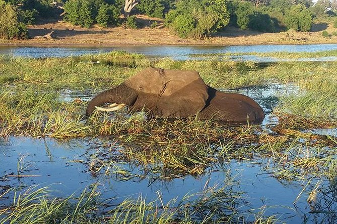Chobe Full day Safari with Victoria falls Sunrise Tour Combo - The Chobe river cruise changes the pace