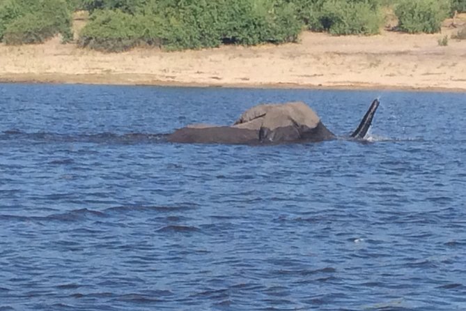 Chobe Full day Trip - From Victoria Falls to the Chobe River