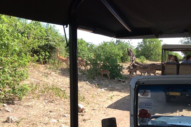 Chobe Full day Trip - Three Hours on Sedudu Island by Boat