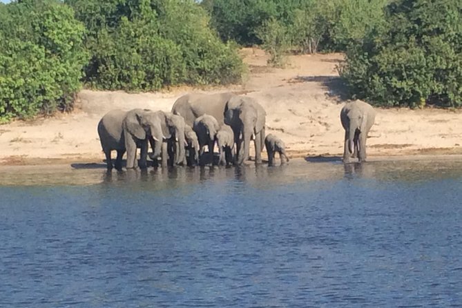 Chobe Full day Trip - What the $175 Price Really Covers