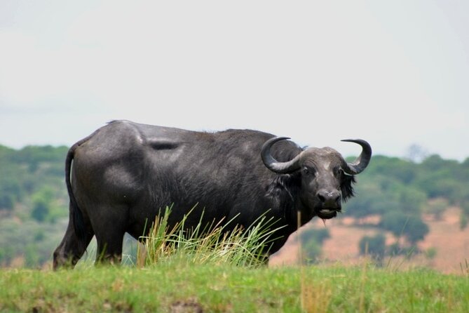 Chobe Full Day Trip From Victoria Falls - Buffet lunch and the break between safaris