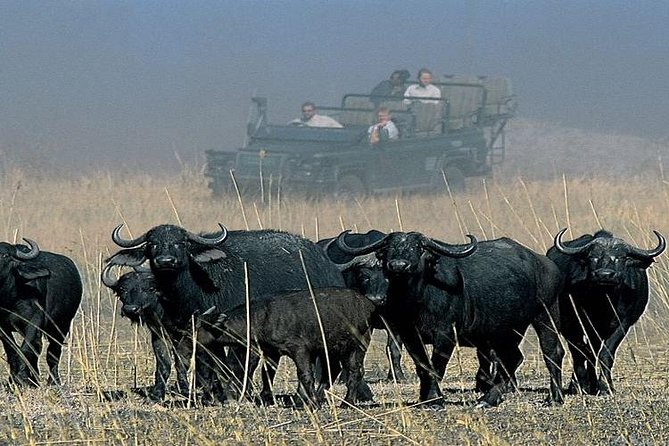 Chobe Full Day Trip From Victoria Falls - How much wildlife should you expect?