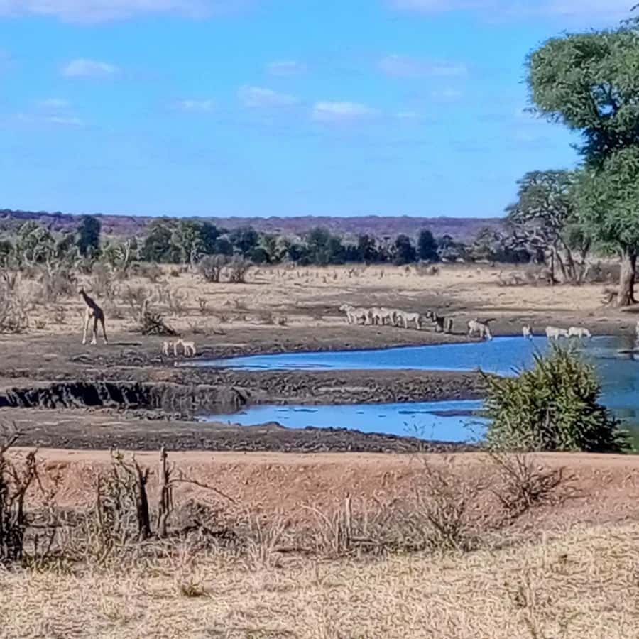 Chobe Half Day Trip from Victoria Falls - The One-Hour Drive to the Botswana Border