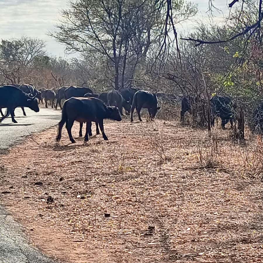Chobe Half Day Trip from Victoria Falls - Lunch Creates a Natural Break at Midday
