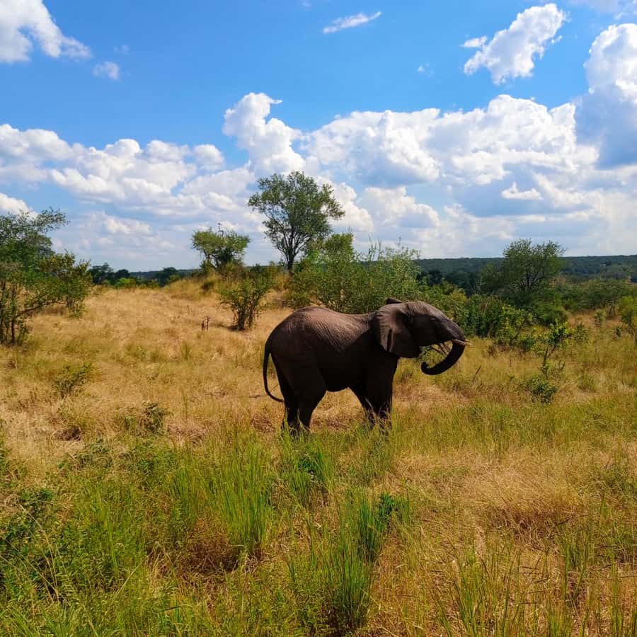 Chobe Half Day Trip from Victoria Falls - Morning and Afternoon Timings Compared