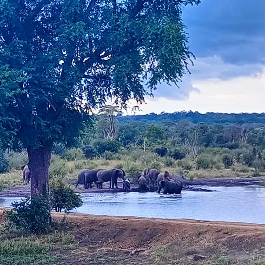 Chobe Half Day Trip from Victoria Falls - What the $115 Price Really Covers