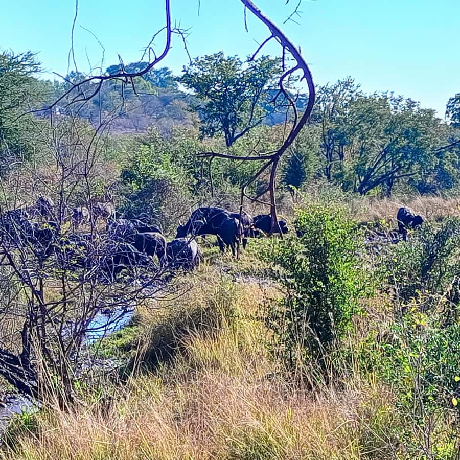 Chobe Half Day Trip from Victoria Falls - Who Should Book This Chobe Trip