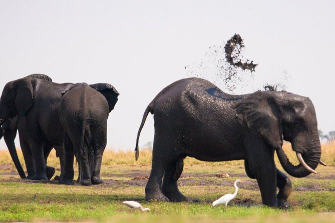 Chobe National Park 4X4 Day Safari and River Cruise - The 7:00 a.m. pickup and the road to Botswana