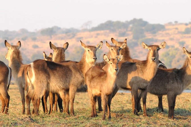 Chobe National Park 4X4 Day Safari and River Cruise - Guides, group size, and the pace of the day