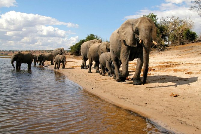 Chobe National Park 4X4 Day Safari and River Cruise - Families, first-time safari visitors, and who should skip it