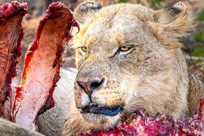 Chobe National Park from Victoria Falls - Key points to know before booking