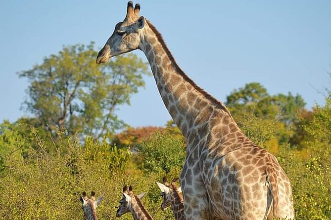 Chobe National Park from Victoria Falls - Why Chobe works as a day trip from Victoria Falls