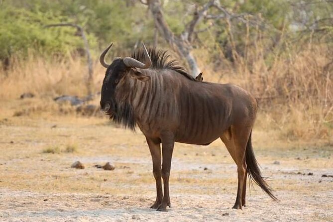 Chobe National Park from Victoria Falls - The Chobe River boat safari