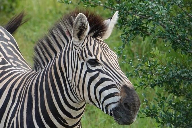 Chobe National Park from Victoria Falls - The 4WD game drive in Chobe National Park