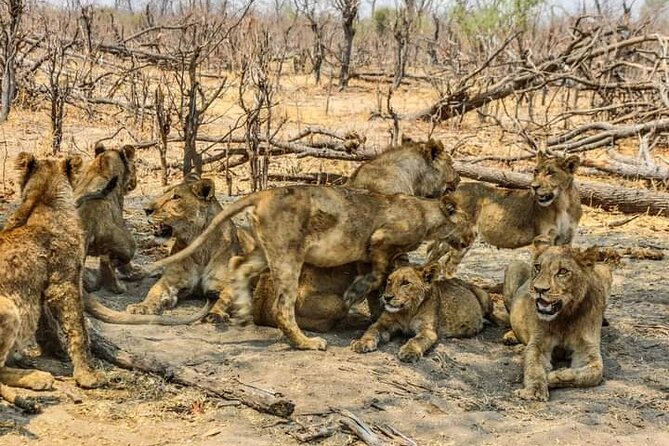 Chobe National Park from Victoria Falls - Lunch from 12:30 to 1:30 p.m.