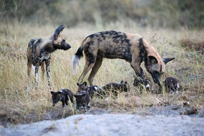 Chobe National Park from Victoria Falls - What Cathy adds when border paperwork gets complicated