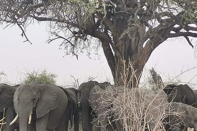 Chobe National Park from Victoria Falls - The 7:00 a.m. departure from Victoria Falls