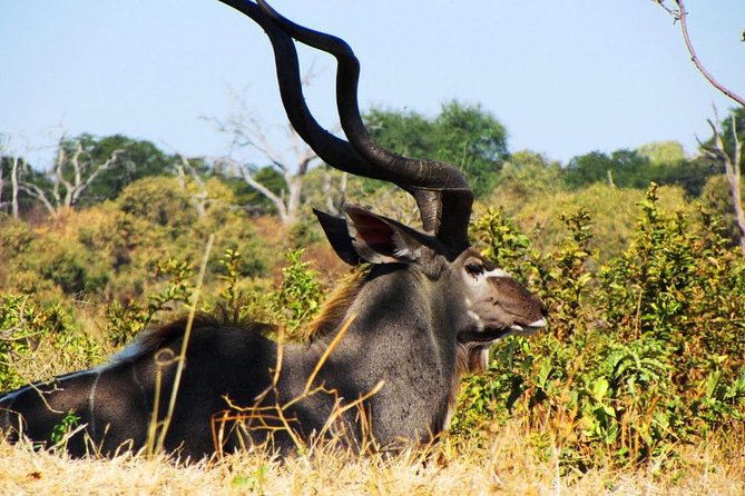 Chobe National Park Full Day Safari (Botswana) - What the $200 price really covers