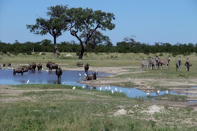 Chobe National Park Full Day Safari (Botswana) - Chobe Safari Lodge, the practical base for the day