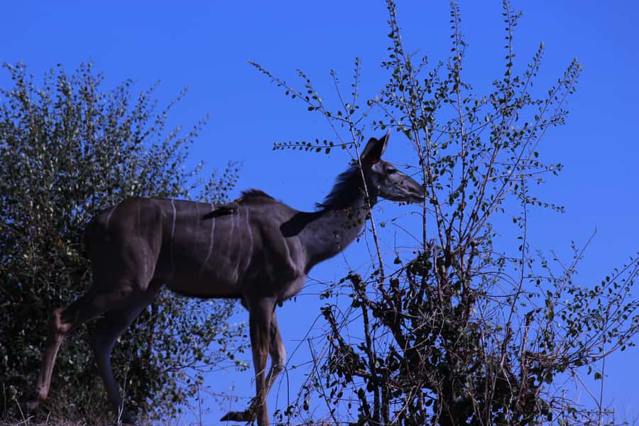 Chobe National Park: Game Drive, Boat Tour, and Lunch - Why Chobe works so well as a day trip from Victoria Falls