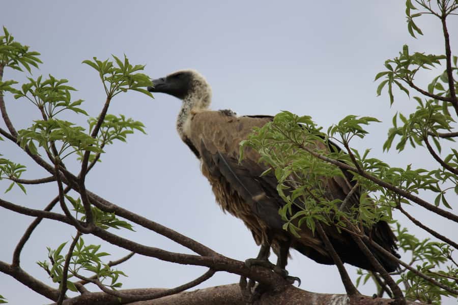 Chobe National Park: Game Drive, Boat Tour, and Lunch - The morning game drive in an open vehicle
