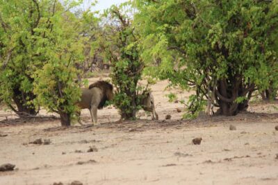 Game Drive, Boat Tour, and Lunch