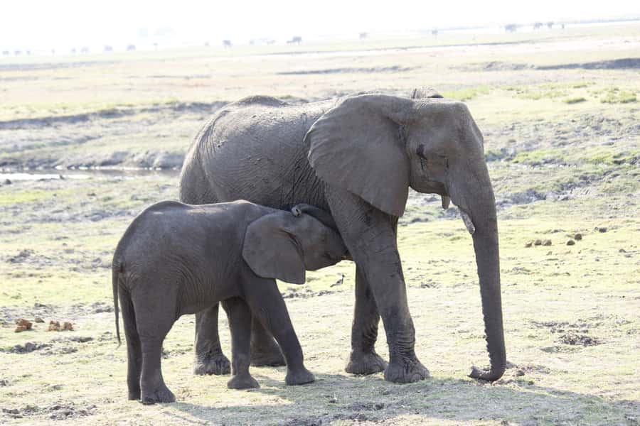 Chobe National Park: Game Drive, Boat Tour, and Lunch - Wildlife expectations, without promises