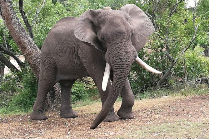 Chobe Safari Overnight Camping Trip - From Victoria Falls to Chobe National Park