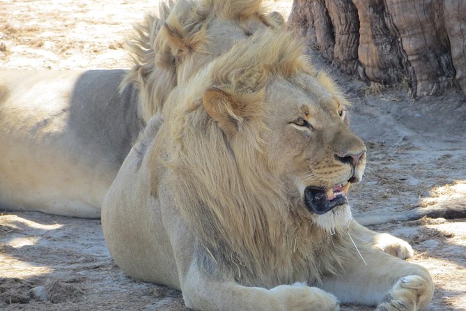 Chobe Safari Overnight Camping Trip - The 2:00 p.m. Chobe River cruise