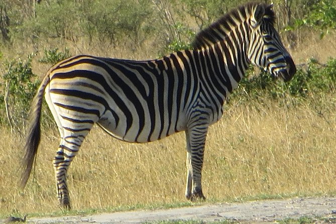 Chobe Safari Overnight Camping Trip - A night in a Chobe tent