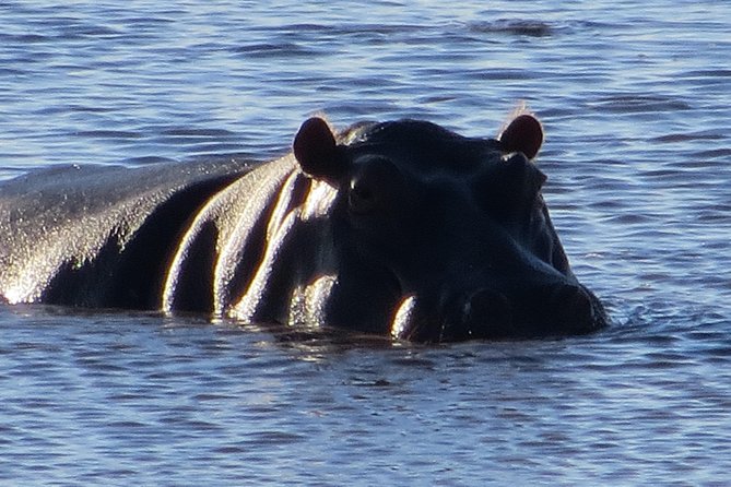 Chobe Safari Overnight Camping Trip - The 6:00 a.m. four-hour game drive